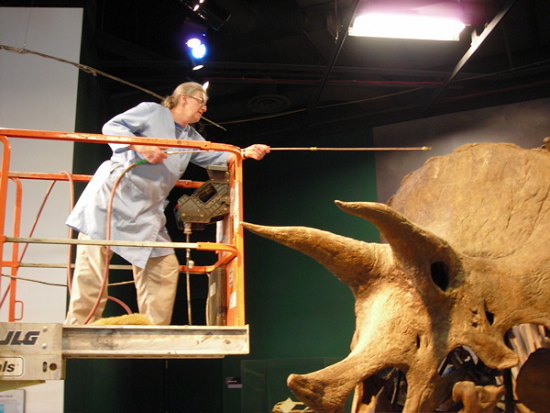 Cleaning a
                                                  triceratops