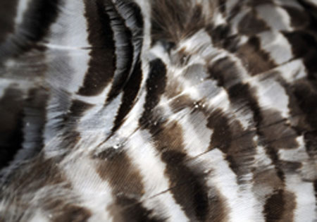Arsenic on Owl Feathers