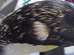 Feather losses in wing and back of head