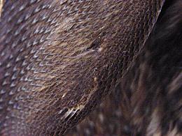 Feather losses in wing