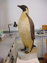 Before Treatment Penguin Whole