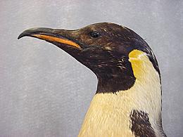 Beak after repainting