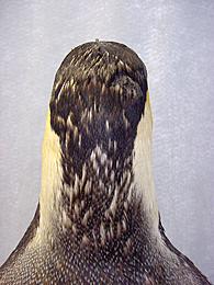 Back of head after treatment