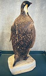 Back side before treatment