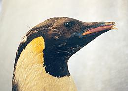 Left side of head before treatment