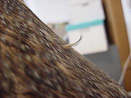 Lifting feather: feathers have been disturbed from handling.