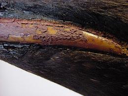 Proper left beak: paint flaking from surface.