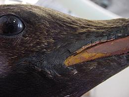 Proper right beak: lifting lip, cracks and paint loss.