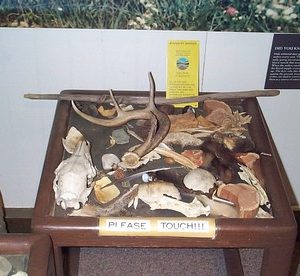 p080_0_00_02_veverka